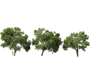 Aesculus hippocastanum - horse chestnut 05 3D Model