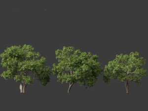Aesculus hippocastanum - horse chestnut 05 3D-Modell