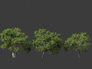 Aesculus hippocastanum - horse chestnut 05 3D Model