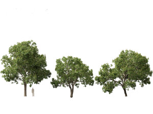 Aesculus hippocastanum - horse chestnut 05 3D-Modell