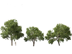 Aesculus hippocastanum - horse chestnut 05 3D Model