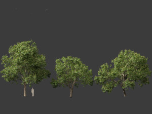 Aesculus hippocastanum - horse chestnut 05 3D-Modell