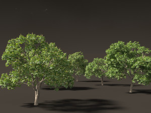 Aesculus hippocastanum - horse chestnut 05 3D-Modell