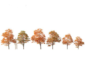 Aesculus hippocastanum - ippocastano 06 Modello 3D