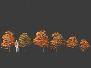 Aesculus hippocastanum - horse chestnut 06 3D Model