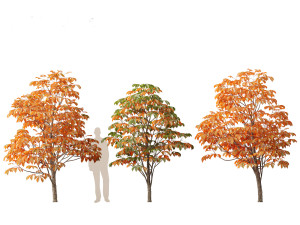 Aesculus hippocastanum - horse chestnut 06 3D 모델