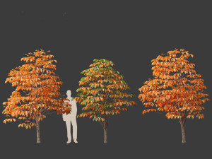 Aesculus hippocastanum - horse chestnut 06 3D 모델