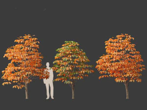 Aesculus hippocastanum - horse chestnut 06 3D Model