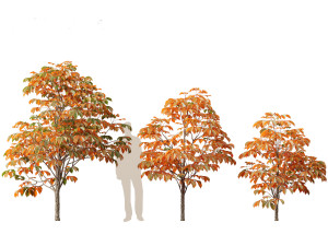 Aesculus hippocastanum - horse chestnut 06 3D 모델