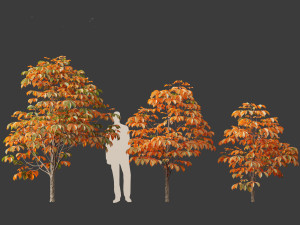 Aesculus hippocastanum - horse chestnut 06 3D 모델