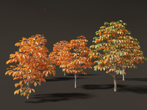 Aesculus hippocastanum - horse chestnut 06 3D 모델