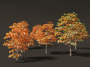 Aesculus hippocastanum - horse chestnut 06 3D Model