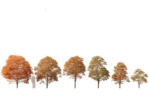 Aesculus hippocastanum - horse chestnut 07 3D 모델