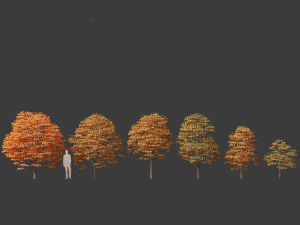 Aesculus hippocastanum - ippocastano 07 Modello 3D