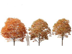 Aesculus hippocastanum - ippocastano 07 Modello 3D