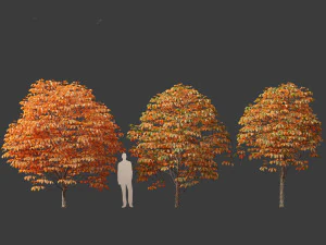 Aesculus hippocastanum - ippocastano 07 Modello 3D