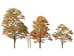 Aesculus hippocastanum - ippocastano 07 Modello 3D