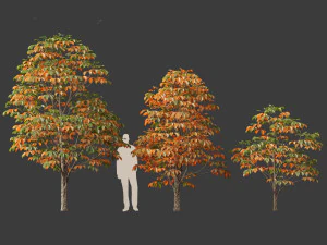 Aesculus hippocastanum - ippocastano 07 Modello 3D