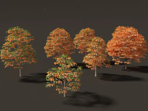Aesculus hippocastanum - ippocastano 07 Modello 3D