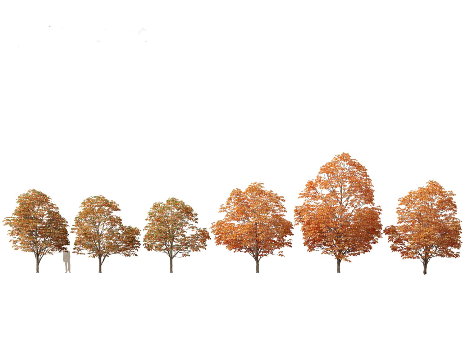 Aesculus hippocastanum - horse chestnut 08 3D Model .c4d .max .obj .3ds .fbx .stl .blend