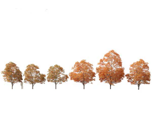 एस्कुलस हिप्पोकैस्टेनम - हॉर्स चेस्टनट 08 3D मॉडल