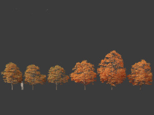 Aesculus hippocastanum - horse chestnut 08 3D Model