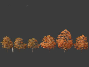 Aesculus hippocastanum - horse chestnut 08 3D Model
