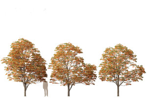 Aesculus hippocastanum - horse chestnut 08 3D Model
