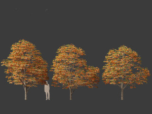 Aesculus hippocastanum - horse chestnut 08 3D Model