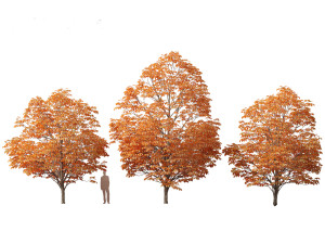 Aesculus hippocastanum - horse chestnut 08 3D Model