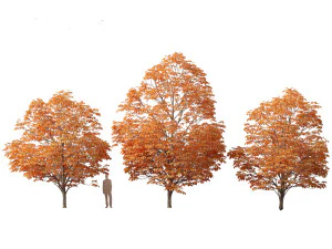 Aesculus hippocastanum - horse chestnut 08 3D Model