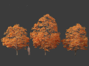 Aesculus hippocastanum - horse chestnut 08 3D Model