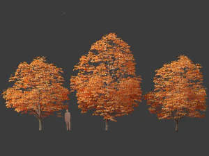 Aesculus hippocastanum - horse chestnut 08 3D Model