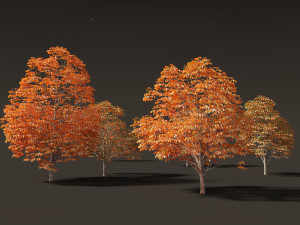 Aesculus hippocastanum - horse chestnut 08 3D Model