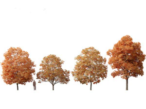 Aesculus hippocastanum - ippocastano 09 Modello 3D