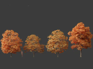 Aesculus hippocastanum - ippocastano 09 Modello 3D