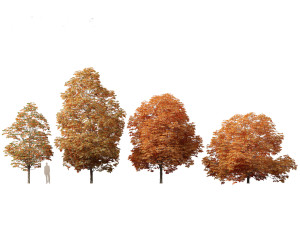 Aesculus hippocastanum - horse chestnut 09 3D-Modell
