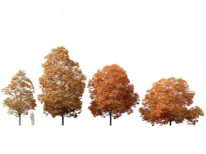 Aesculus hippocastanum - ippocastano 09 Modello 3D