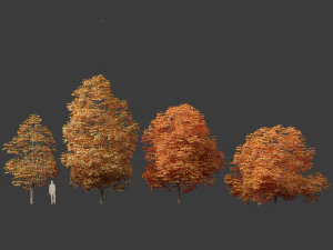 Aesculus hippocastanum - ippocastano 09 Modello 3D