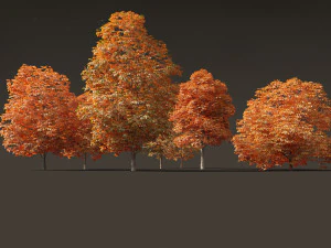 Aesculus hippocastanum - ippocastano 09 Modello 3D