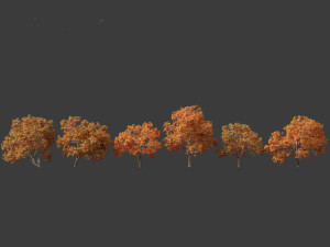Aesculus hippocastanum - horse chestnut 10 3D Model