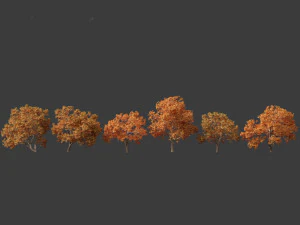 Aesculus hippocastanum - ippocastano 10 Modello 3D