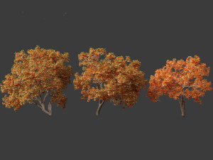 Aesculus hippocastanum - horse chestnut 10 3D Model