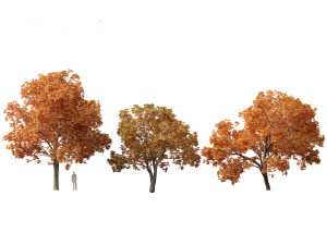 Aesculus hippocastanum - horse chestnut 10 3D Model