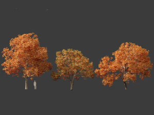 Aesculus hippocastanum - ippocastano 10 Modello 3D