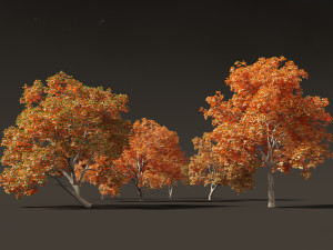 Aesculus hippocastanum - horse chestnut 10 3D Model