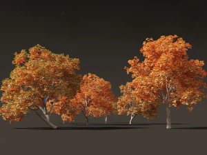Aesculus hippocastanum - ippocastano 10 Modello 3D