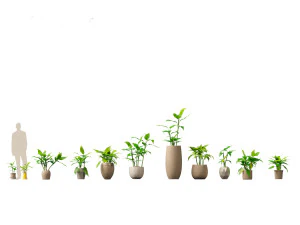 Aglaonema m&uuml;tevazı - &Ccedil;in yaprak d&ouml;kmeyen 3D Model