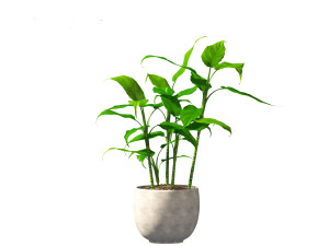 Aglaonema modestum - Chinese evergreen Model 3D