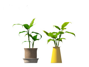 Aglaonema modestum - Chinese evergreen Model 3D